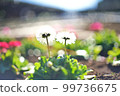 Daisy blooming harmoniously 99736675