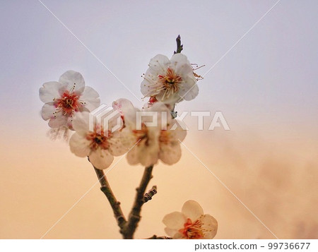 plum blossoms in spring plum blossoms in spring 99736677