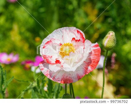 Poppies in the spring flower garden 99736702