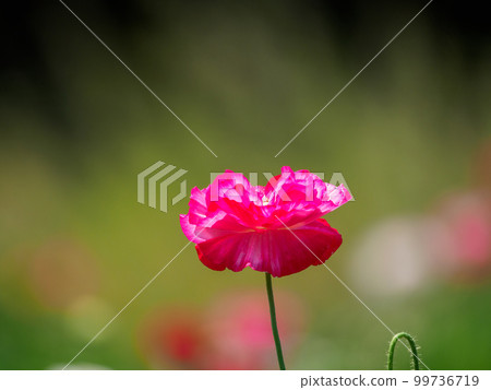 春天花園裡的罌粟花 99736719