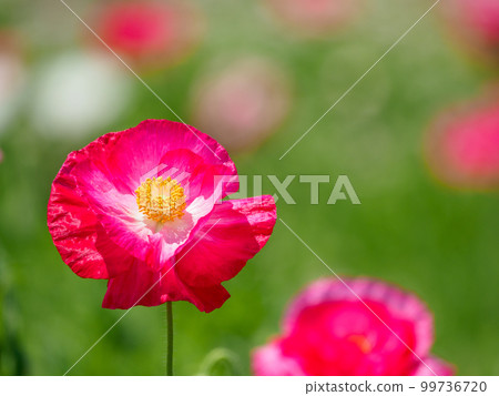 春天花園裡的罌粟花 99736720