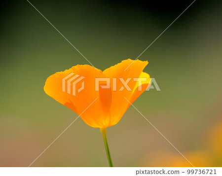 在春天花田的加州鴉片 99736721