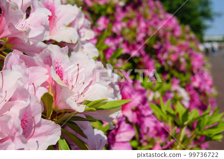 櫻花過後，杜鵑花 99736722