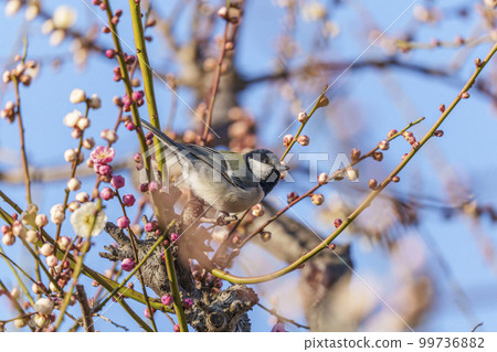 大阪城梅林的李子和山雀 99736882