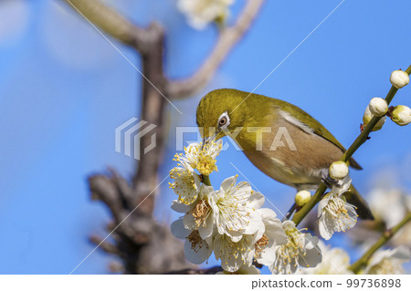 White-eye sucking nectar from plum blossoms in the plum grove of Osaka Castle 99736898