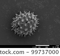 固體章魚花粉電子顯微照片 99737000
