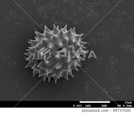 固體章魚花粉電子顯微照片 固體章魚花粉電子顯微照片 99737000