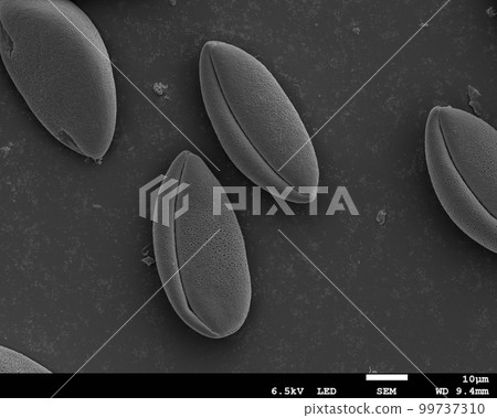 Ping-pong mum pollen Electron micrograph Ping-pong mum pollen Electron micrograph 99737310