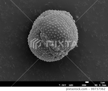 耬斗菜花粉電子顯微照片 耬斗菜花粉電子顯微照片 99737362