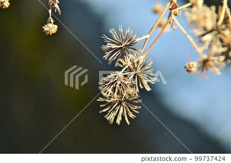 Coensengangsa的種類 99737424