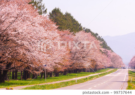 Shizunai Nijukken Street Cherry Blossom Trees_0845 Shizunai Nijukken Street Cherry Blossom Trees_0845 99737644