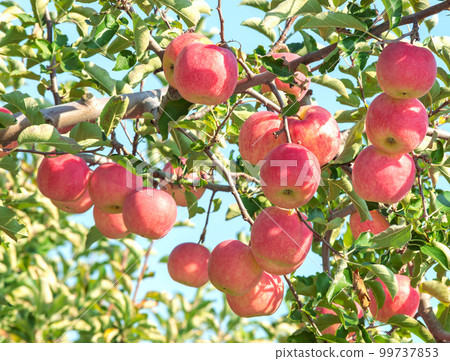 [青森縣弘前市蘋果] Iwakiyama會津津輕秋天，蘋果花園正在收穫 99737853