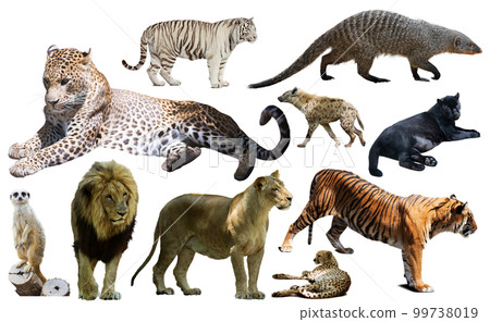 Set of wild mammals isolated over white Set of wild mammals isolated over white 99738019