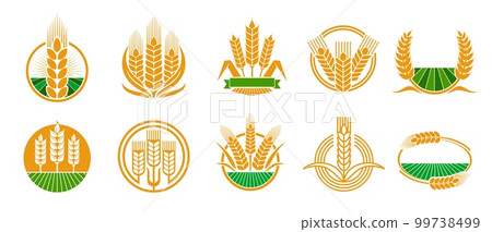 Cereal ear and spike icons of wheat, rye barley and rice millet, vector farm emblems. Bakery bread and flour organic product icons of wheat or rye ear on arable field, farm agriculture and cereal food 99738499