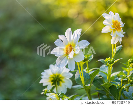 White flowers dahlia pinnata collar mignon blooming in the garden. White flowers dahlia pinnata collar mignon blooming in the garden. 99738749