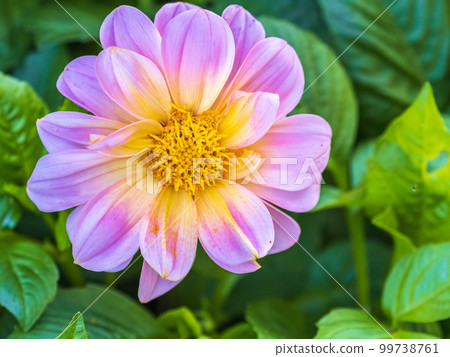 Pink flowers dahlia pinnata collar mignon blooming in the garden. 99738761