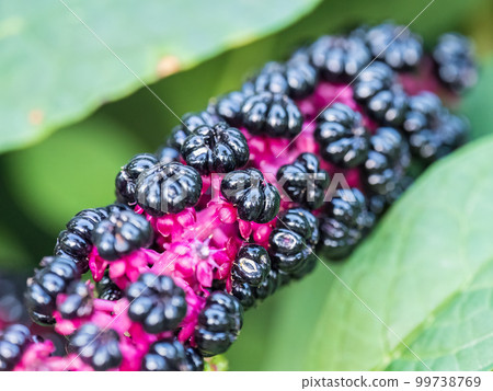 Close-up of phytolacca acinosa purple black berries also known as pokeweeds, pokebush, pokeberry, pokeroot or poke sallet. Close-up of phytolacca acinosa purple black berries also known as pokeweeds, pokebush, pokeberry, pokeroot or poke sallet. 99738769