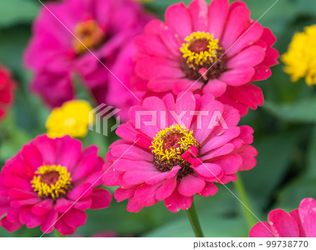 A wonderful red dahlia flower is blooming in the garden. A wonderful red dahlia flower is blooming in the garden. 99738770