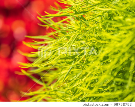 Landscape background with bright red flower beds blossoming against green tall grass 99738792