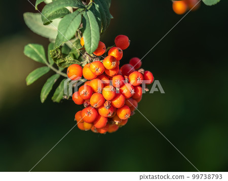 A bunch of red rowan in autumn leaves. 99738793