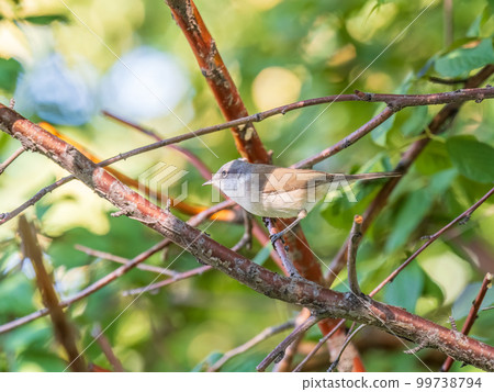 Common chiffchaff, lat. phylloscopus collybita, sitting on branch of bush in spring and looking for food 99738794