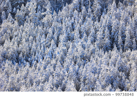 conifer forest conifer forest 99738848