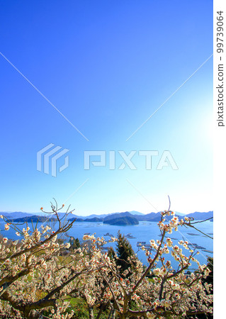 Setouchi landscape in spring with plum blossoms blooming 99739064