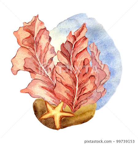 Composition of pink sea plants watercolor illustration isolated on white. 99739153