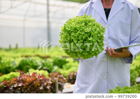 Cropped image of A male agricultural scientist or biologist holding a fresh salad vegetable 99739200