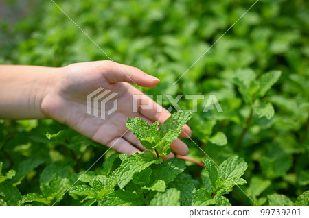 Close-up image of a hand touching mint leaf in the plantation. nature, agricultural 99739201