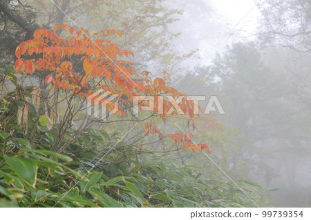 A mountain covered with fog in autumn (Shiga Kogen, Yamanouchi Town, Nagano Prefecture) A mountain covered with fog in autumn (Shiga Kogen, Yamanouchi Town, Nagano Prefecture) 99739354