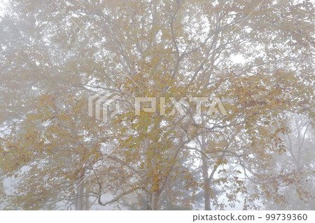 A mountain covered with fog in autumn (Shiga Kogen, Yamanouchi Town, Nagano Prefecture) 99739360