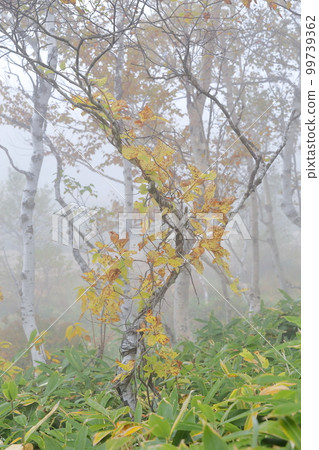 A mountain covered with fog in autumn (Shiga Kogen, Yamanouchi Town, Nagano Prefecture) 99739362