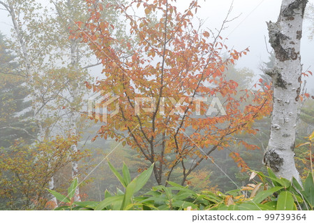 A mountain covered with fog in autumn (Shiga Kogen, Yamanouchi Town, Nagano Prefecture) A mountain covered with fog in autumn (Shiga Kogen, Yamanouchi Town, Nagano Prefecture) 99739364