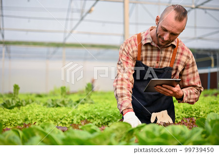 Determined Caucasian male farmer examining the quality of hydroponic vegetables at plantation 99739450