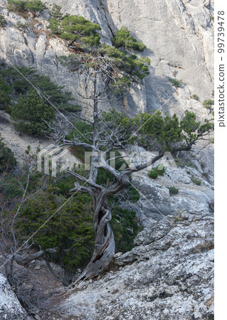 Lonely pine tree growing on rock in spring Lonely pine tree growing on rock in spring 99739478