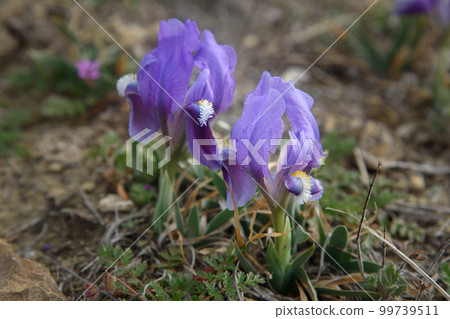 Purple Dwarf iris flower or Iris pumila in coastal hills 99739511