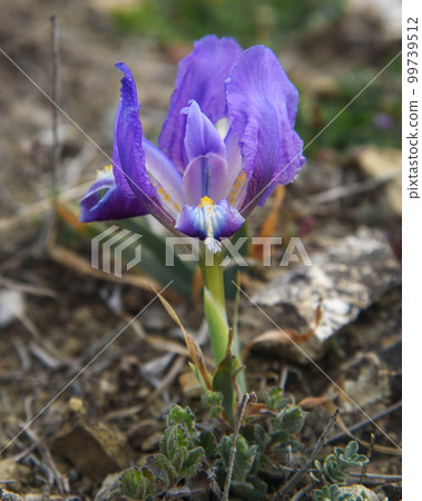 Purple Dwarf iris flower or Iris pumila in coastal hills Purple Dwarf iris flower or Iris pumila in coastal hills 99739512