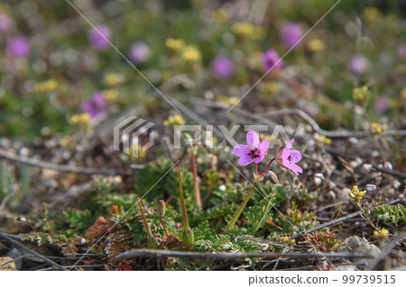 Small spring flower Erodium cicutarium 99739515