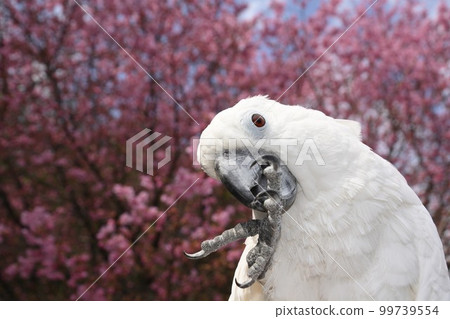 鳳頭鸚鵡鳳頭鸚鵡鳥 鳳頭鸚鵡鳳頭鸚鵡鳥 99739554