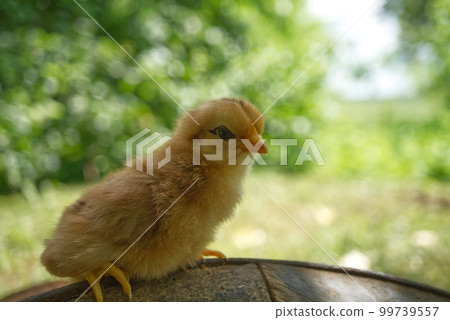 Cute new born chick viewed at ground level Cute new born chick viewed at ground level 99739557