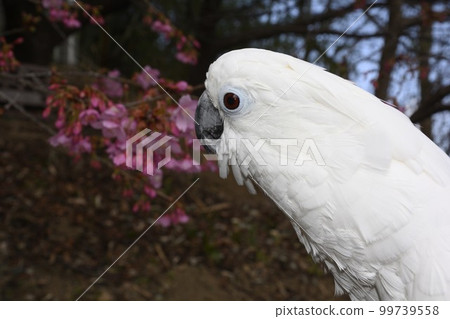 Cockatoo cockatoo bird Cockatoo cockatoo bird 99739558