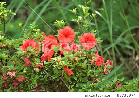 Rhododendron azalea bloomed red flowers. 99739974