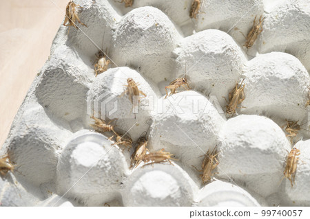 Image of breeding edible crickets 99740057