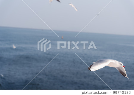 A flock of seagulls flying over the sea 99740183