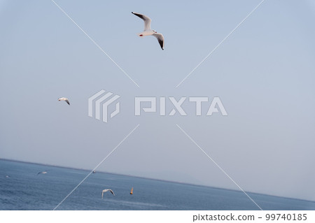 A flock of seagulls flying over the sea 99740185