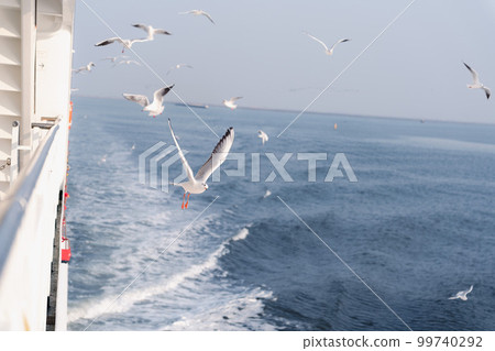 Flock of seagulls seen from the ferry 99740292
