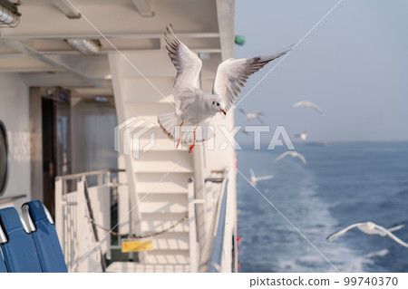 Flock of seagulls seen from the ferry 99740370