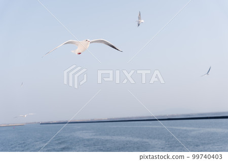 A flock of seagulls flying over the sea 99740403