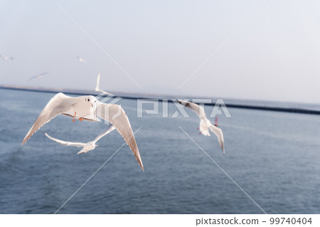 一群海鷗飛過海面 99740404